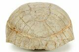 Inflated Fossil Tortoise (Stylemys) - South Dakota #373014-5